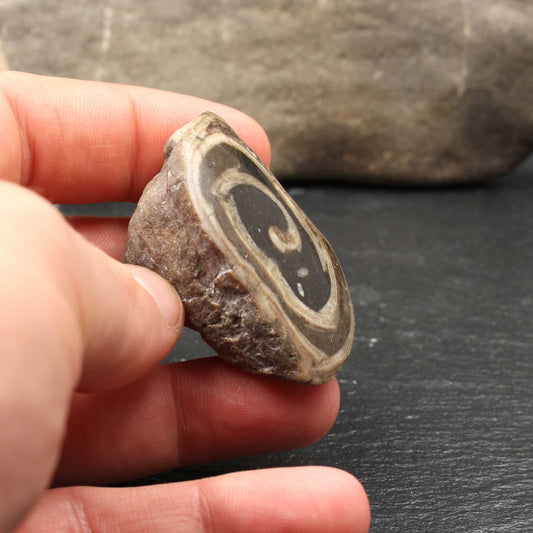 Fossile Schnecke - Anschliff | Handarbeit