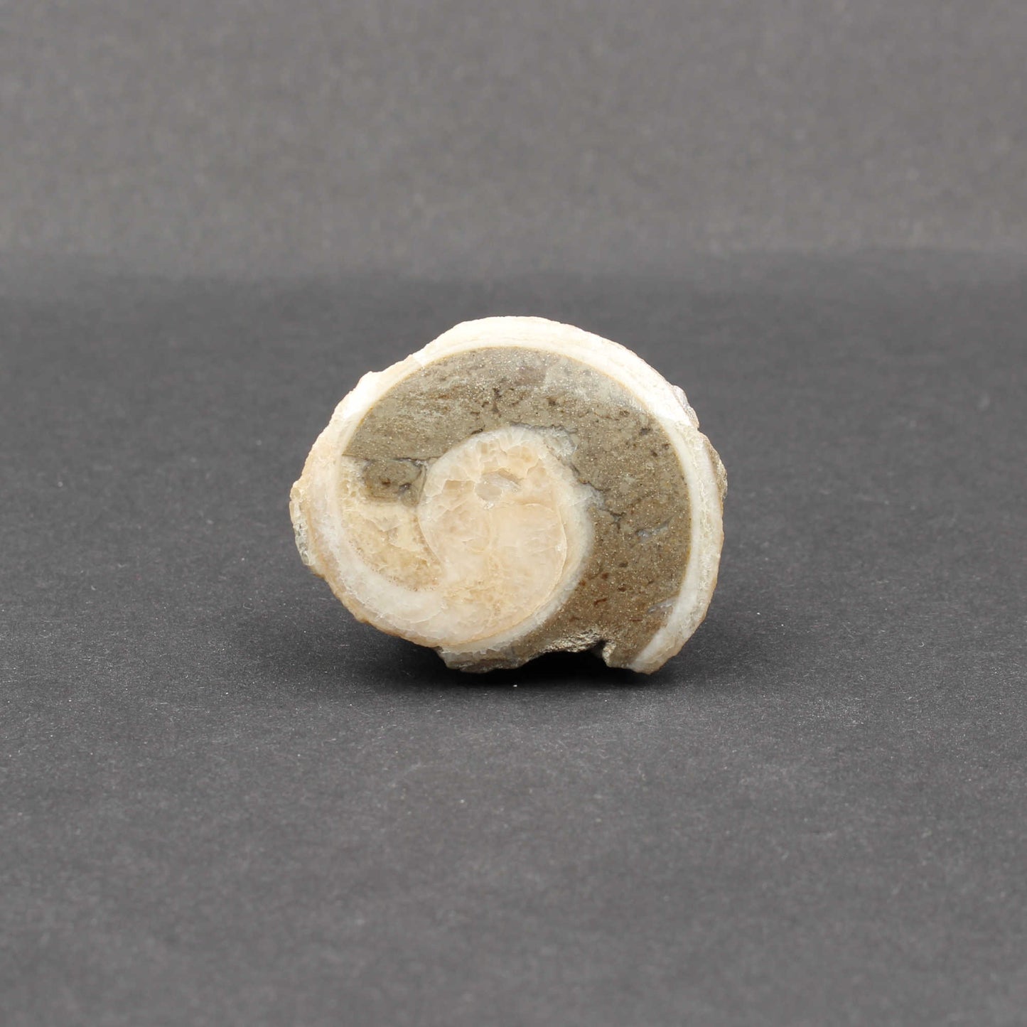 Fossile Gosau Schnecke - Anschliff