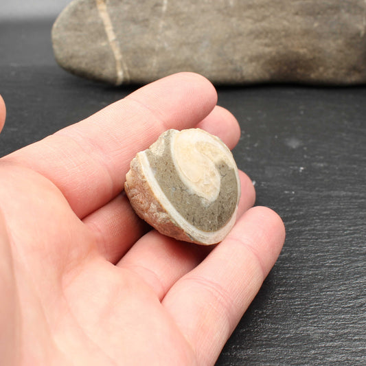 Fossile Gosau Schnecke - Anschliff