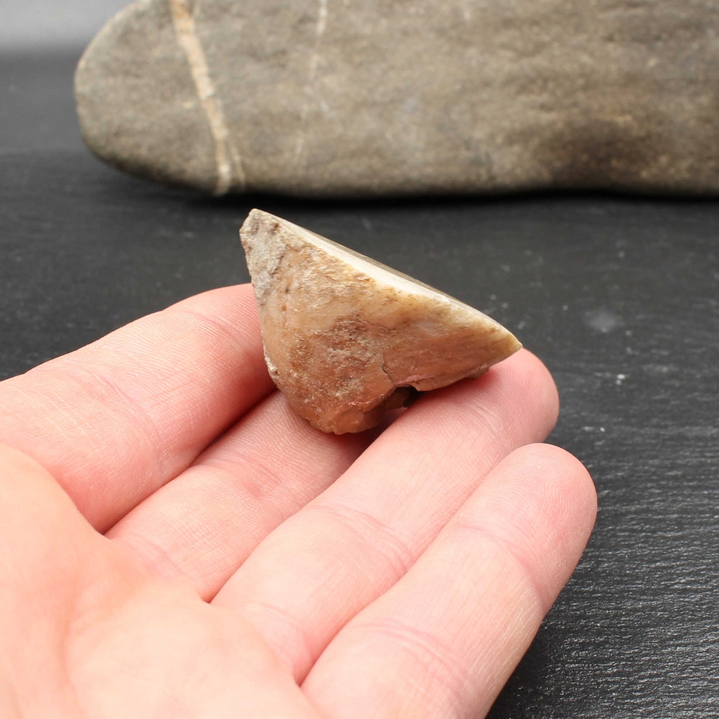 Fossile Gosau Schnecke - Anschliff