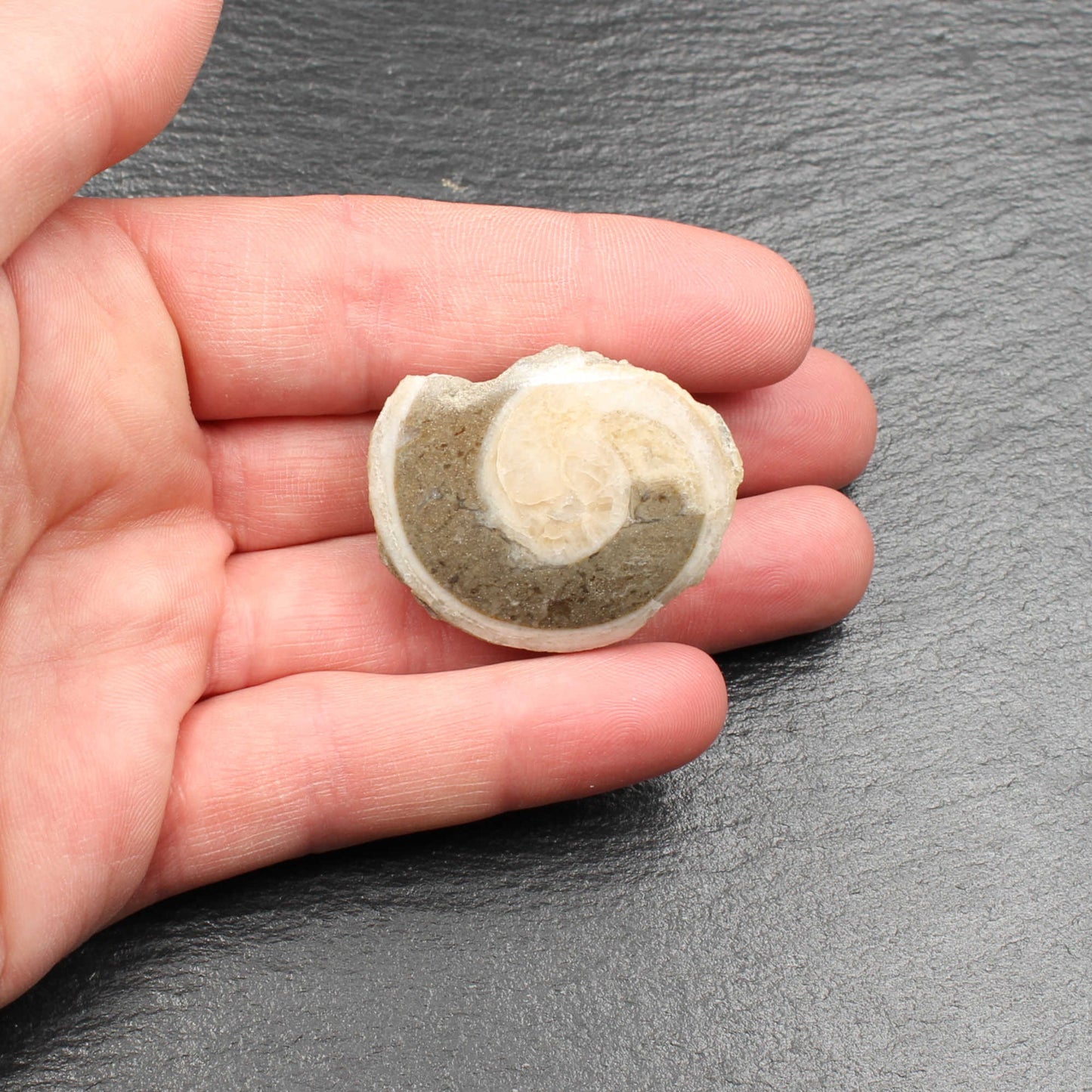 Fossile Gosau Schnecke - Anschliff