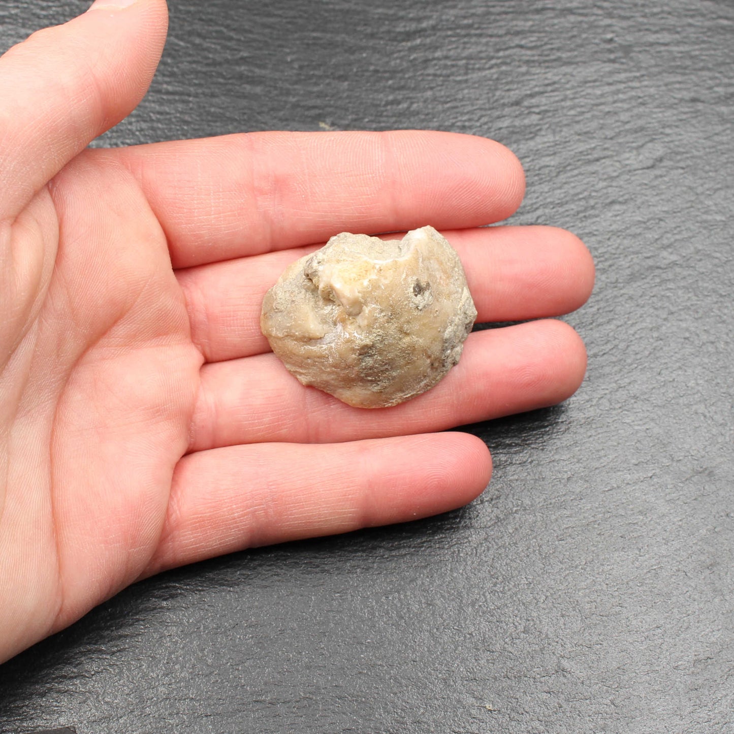Fossile Gosau Schnecke - Anschliff