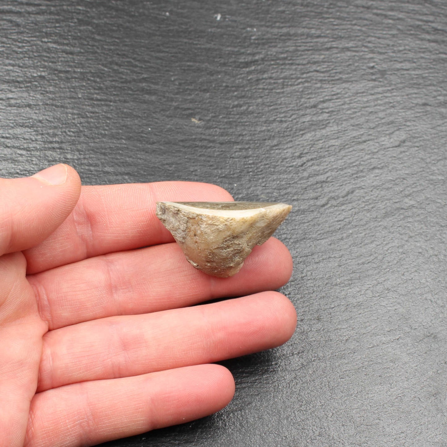 Fossile Gosau Schnecke - Anschliff