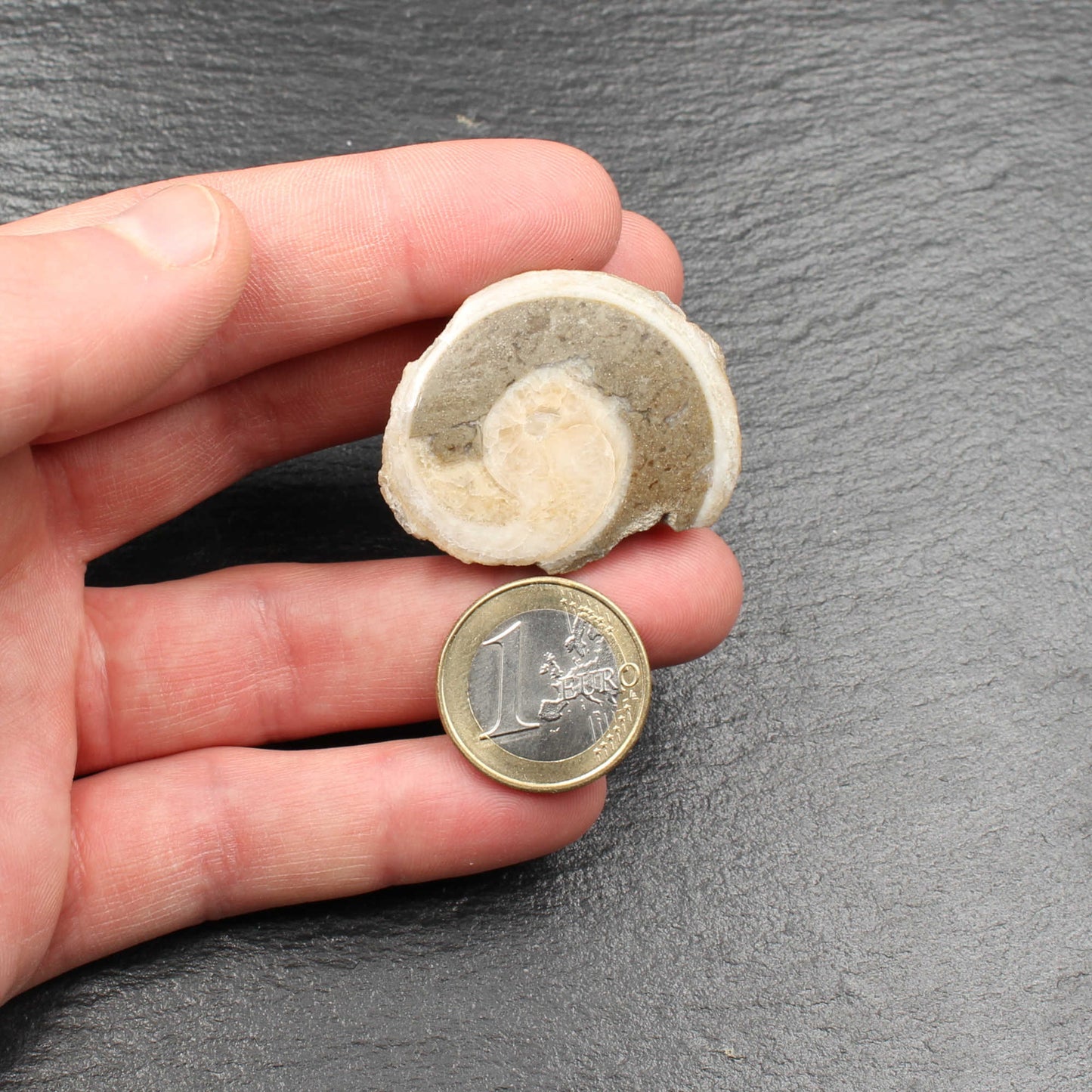Fossile Gosau Schnecke - Anschliff