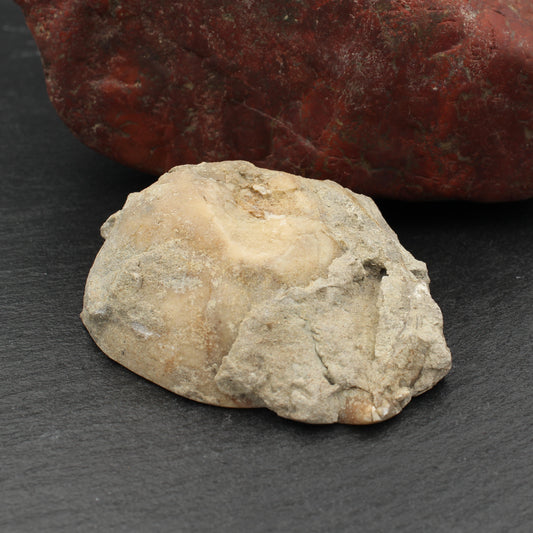 Fossile Gosau Schnecke - Anschliff