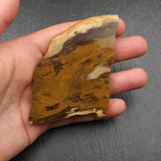 Versteinertes Holz - Polierte Scheibe