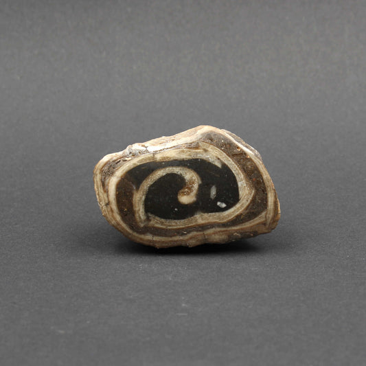 Fossile Schnecke - Anschliff | Handarbeit