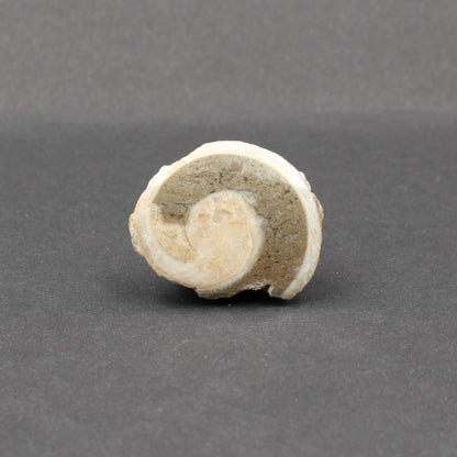 Fossile Gosau Schnecke - Anschliff