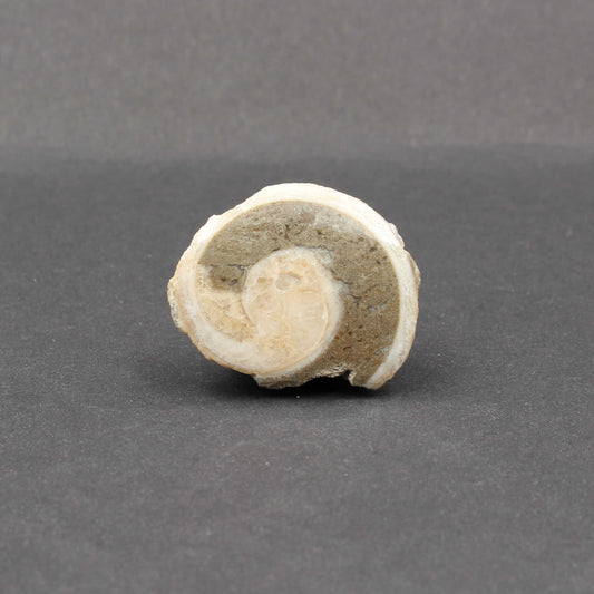 Fossile Gosau Schnecke - Anschliff