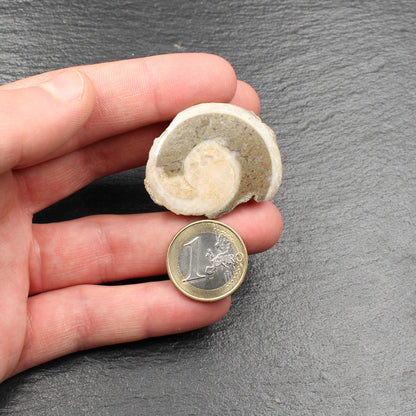 Fossile Gosau Schnecke - Anschliff