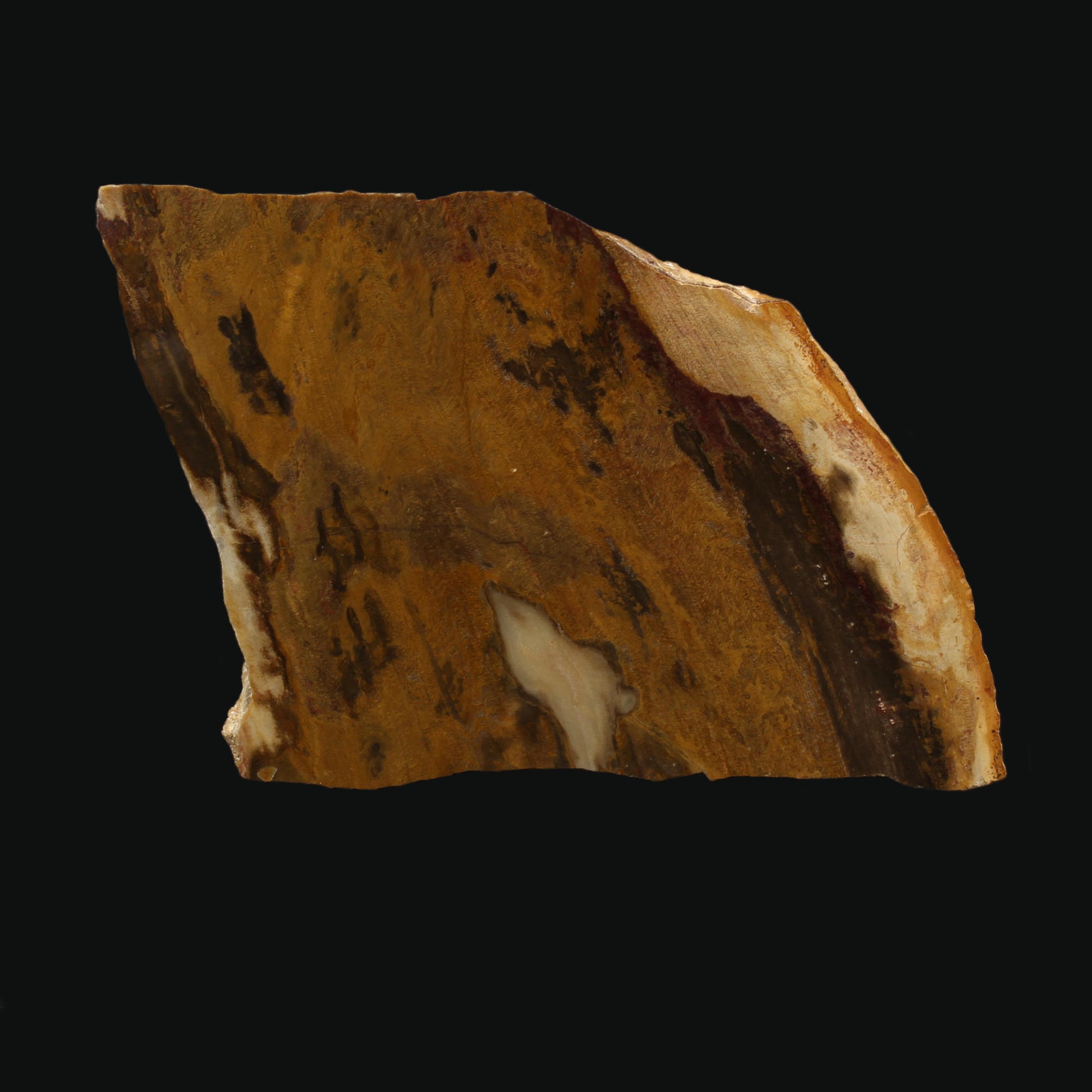 Versteinertes Holz - Polierte Scheibe