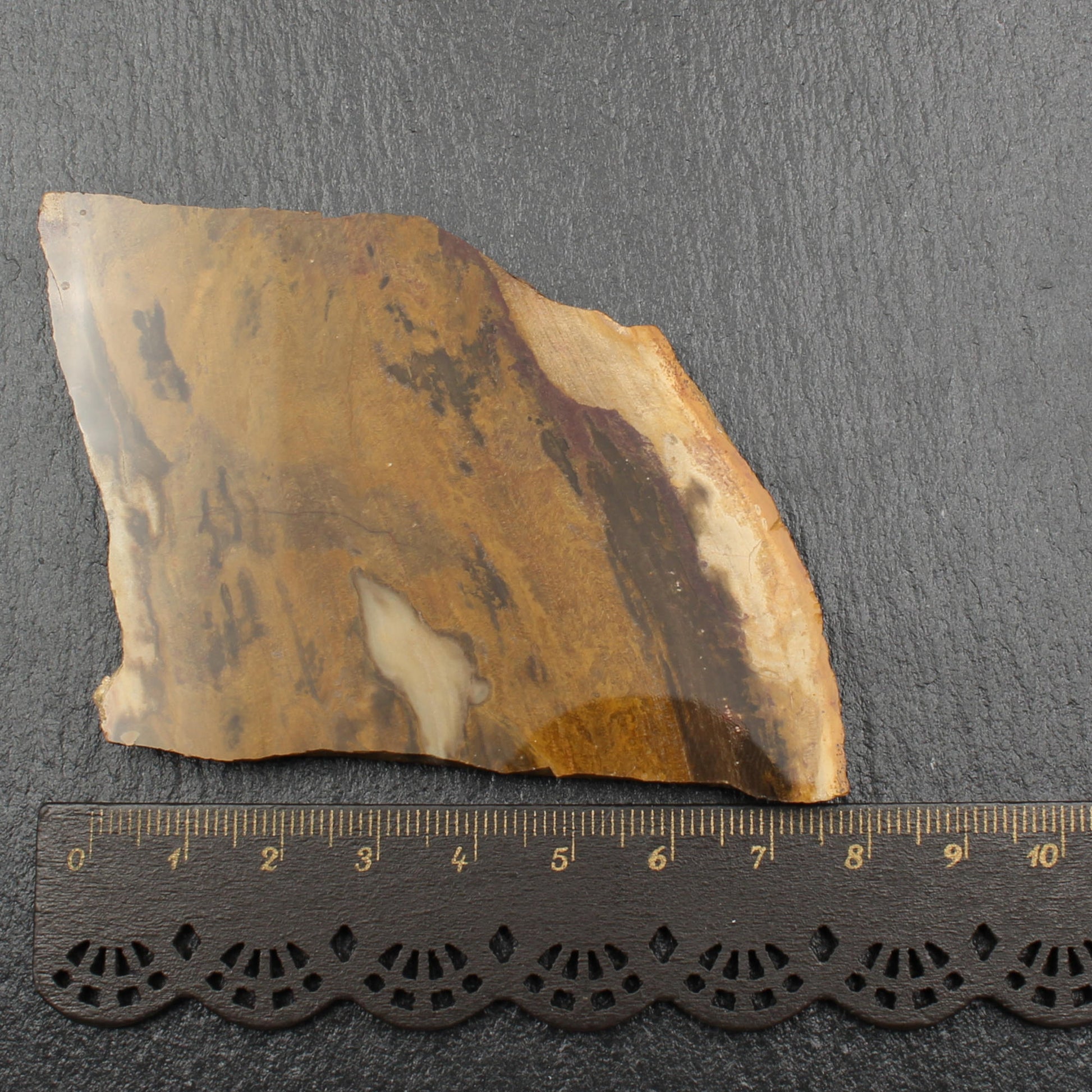 Versteinertes Holz - Polierte Scheibe