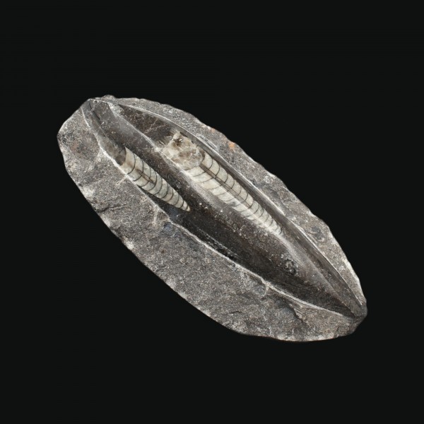 Orthoceras Fossil in schwarzem Marmor