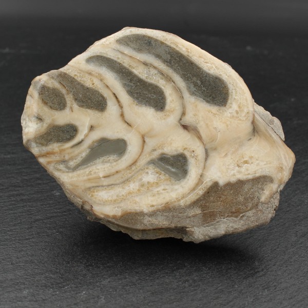 Fossile Gosau Schnecke - Anschliff